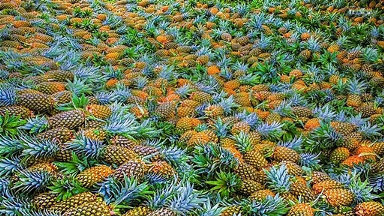 WOW! Amazing New Agriculture Technology - Pineapple tree