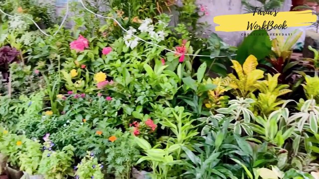 Plant Nursery Visit with Me| কম দামে গাছ কিনুন। Mohammadpur Town Hall Nursery|