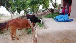 Pakistan India Border Village Life _ Another Last Village of Pakistan Near India_ Best movies clips_HD