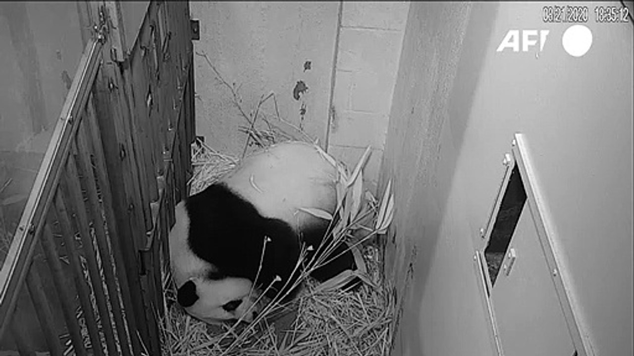 Panda-Nachwuchs im Zoo von Washington