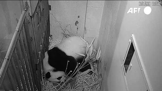 Panda-Nachwuchs im Zoo von Washington