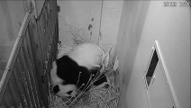 Panda-Nachwuchs im Zoo von Washington