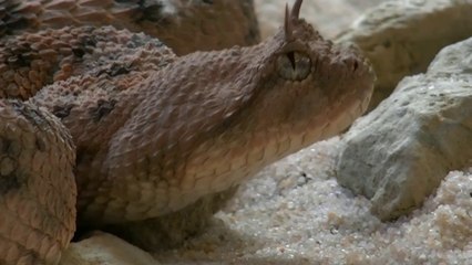 Top 5 venomous animal's in the world।।। दुनिया के 5 सबसे ज़हरीले जानवर।।।IN HINDI