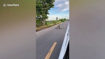 Wild monitor lizards wrestle on road