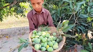 Mango Harvesting _ Agriculture In Pakistan _ Village Life In Punjab_Best movies clips_HD