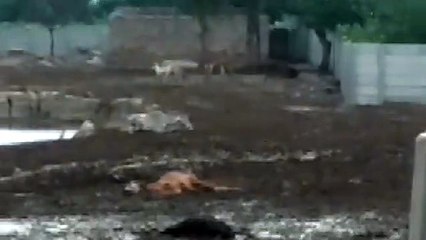 Download Video: गौशाला है या गाय की मौतों का अड्डा, हो रहा सोशल मीडिया पर वीडियो वायरल