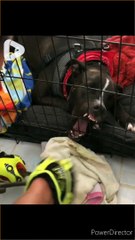 Dog apni hi pinjre mai phas gaya ,