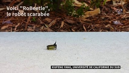Technologie: le mini-robot "scarabée" qui avance sans batterie