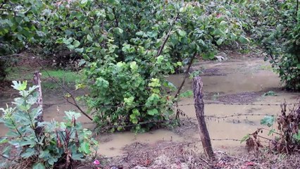 Sağanak yaşamı olumsuz etkiledi - ORDU