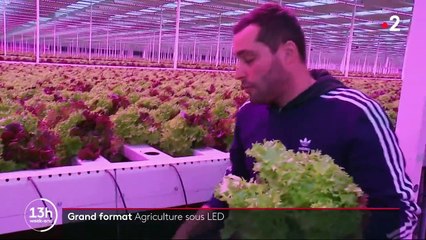 L'agriculture sous LED, une spécialité néerlandaise