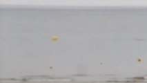 Des dauphins au bord de la plage en Normandie 2020