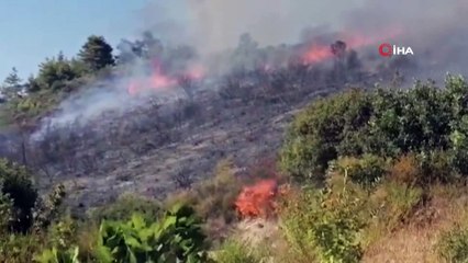 Manavgat'teki yangın zeytin ağaçlarını yaktı