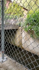 Mother Raccoon Rescues Kits From Creek