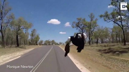 Une pie en veut à un cycliste et le poursuit sans rien lâcher