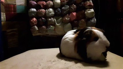 CAVIA PORCELLUS TURMERIC 20190926_110144