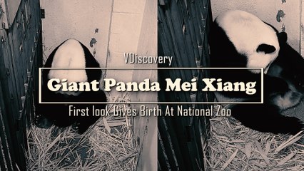 Congratulations to Giant Panda Mei Xiang Gives Birth At National Zoo (First look)