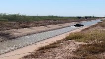 Cow Pushed into Water Cools Off