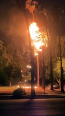 Lightning Strike Palm Tree Fire