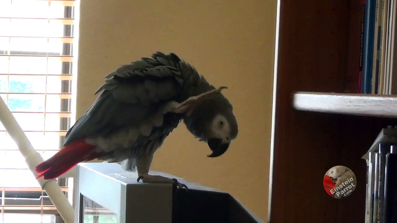This parrot really loves books!