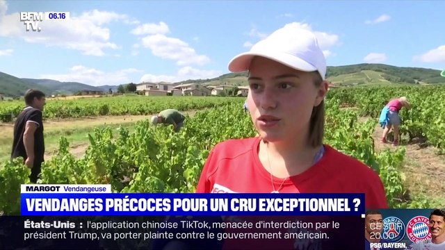Vendanges précoces pour un cru exceptionnel ? - 23/08