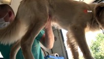 Kapı kapı gezerek hayvanları tıraş ediyor