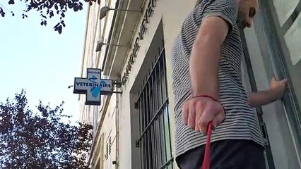 'Piqué au vif', la campagne choc d'AVA contre l'euthanasie injustifiée des animaux