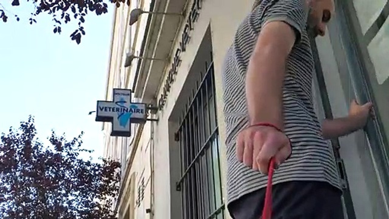 'Piqué au vif', la campagne choc d'AVA contre l'euthanasie injustifiée des animaux