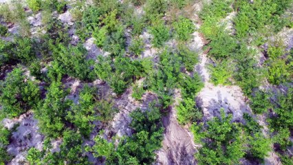 Iğdır'da selin getirdiği topraklar ormana dönüştürüldü