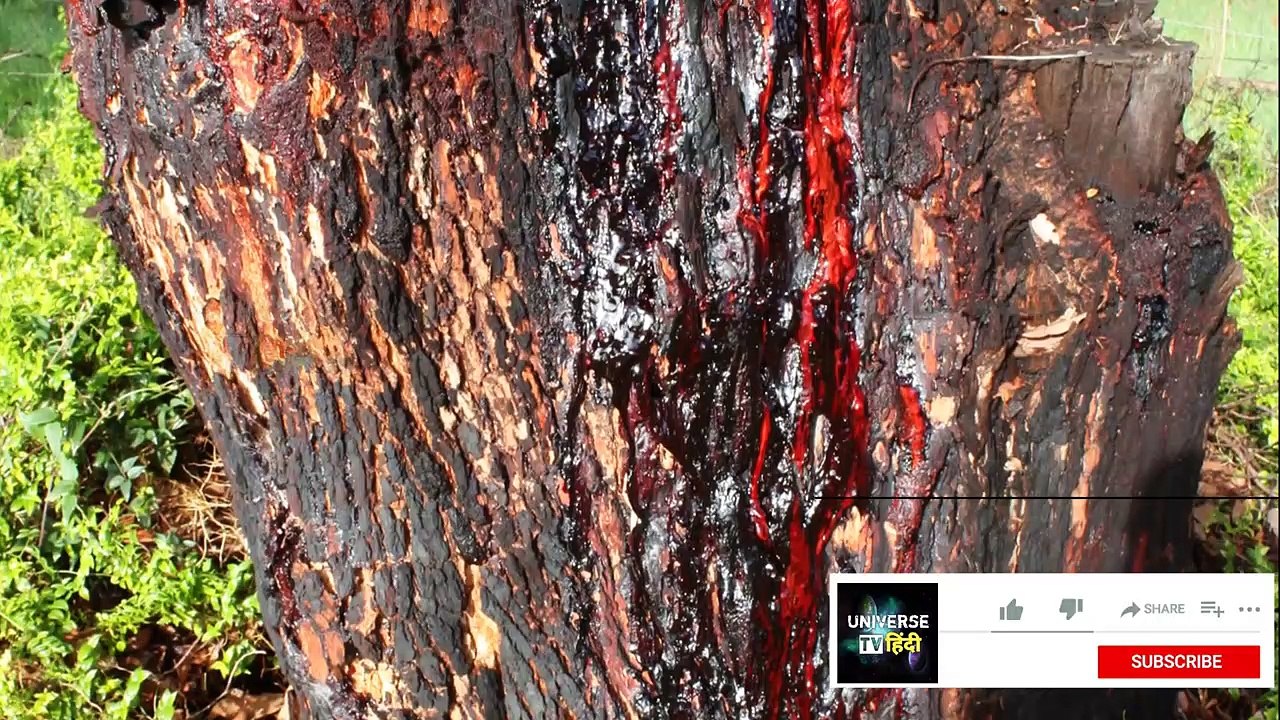 वो पेड़, जिसे काटने पर बहने लगता है इंसानों जैसा खून - Bloodwood Tree