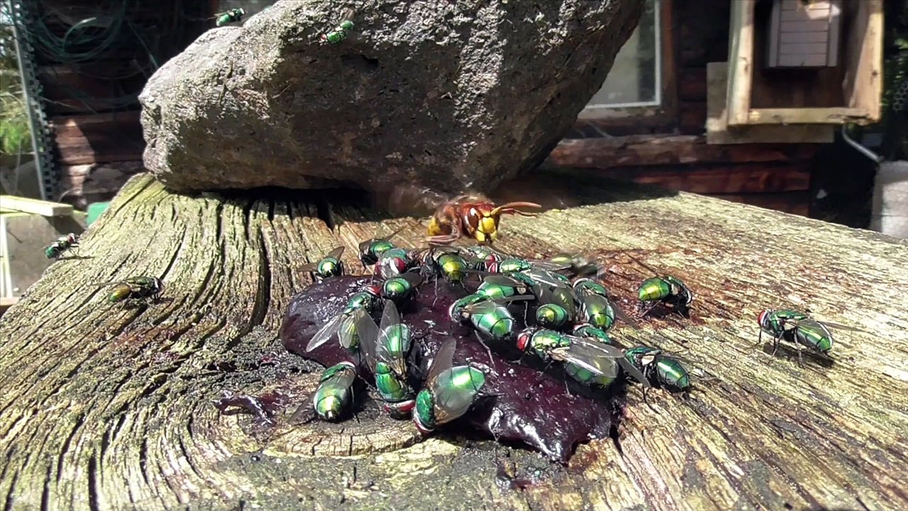 Hungry Hornet Hunting Flies