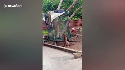 Pet monkey fights with rooster