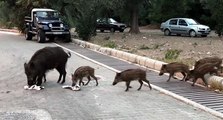 Domuzlar, sürüler halinde Marmaris cadde ve sokaklarında