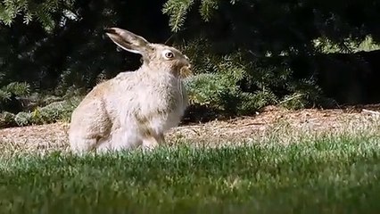 Cute Little Bunnies Playing Video