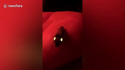 Woman find creepy insect with glowing eyes