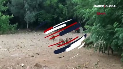 Marmaris'te ilginç olay! Domuzlar gündüz vakti sürü halinde sokağa indi
