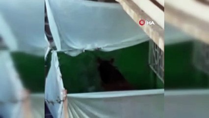 Bursa'da bir evin balkonunda tutulan at görenleri hayrete düşürdü