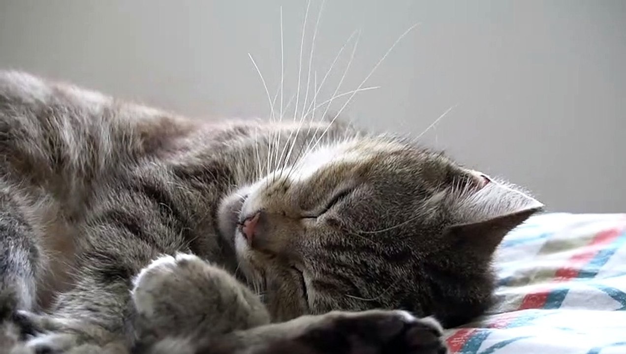 The cat sees dreams when sleeping