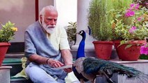 PM Modi Feeding Peacocks At Residence | జాతీయ పక్షి తో ప్రధాని!! || Oneindia Telugu