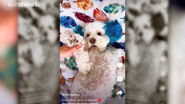 USA: Tiktok klagt gegen Trump-Dekret