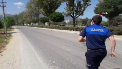 Sevimli kaplumbağa ezilmekten son anda kurtuldu