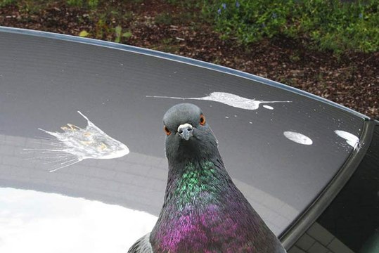 Arnaque à la fiente d'oiseaux, la nouvelle ruse des pickpockets