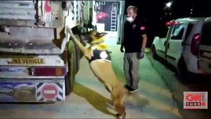 Polis Kocaeli'de şüpheli bir TIR'da arama yaptı. 132 kilo uyuşturucu ele geçirildi | Video