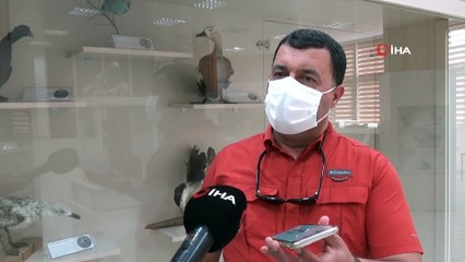 Afrika kuşu Çobanaldatan kuşu çoban tarafından yaralı bulundu