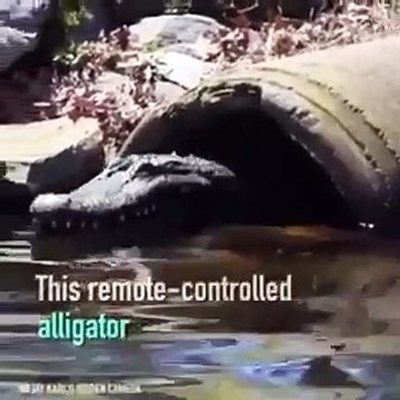Il s’amuse à faire peur aux gens qui profitent de l’eau avec sa tête de crocodile télécommandée