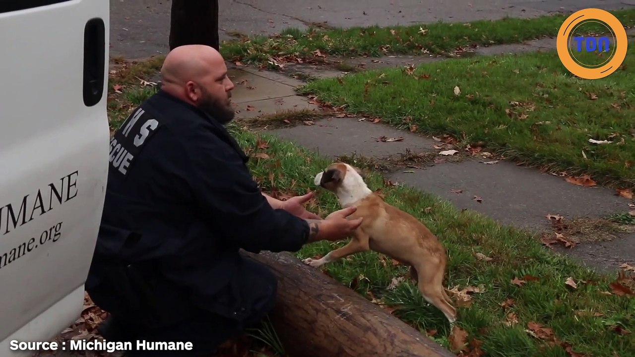 Il sauve un chien et un chat abandonné près des poubelles !
