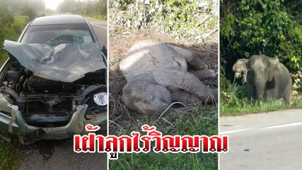 สลด !! แม่ช้างเศร้าเฝ้าซากลูกถูกรถชน พยายามปลุกลูก ก่อนถูกเสียงปืนไล่กลับเข้าป่า