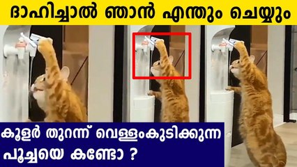 ഗതി കെട്ടാല്‍ പൂച്ച കൂളറില്‍ നിന്നും വെള്ളം കുടിക്കും | Oneindia Malayalam