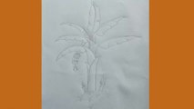 How to draw a banana tree pencil drawing easy way step by step