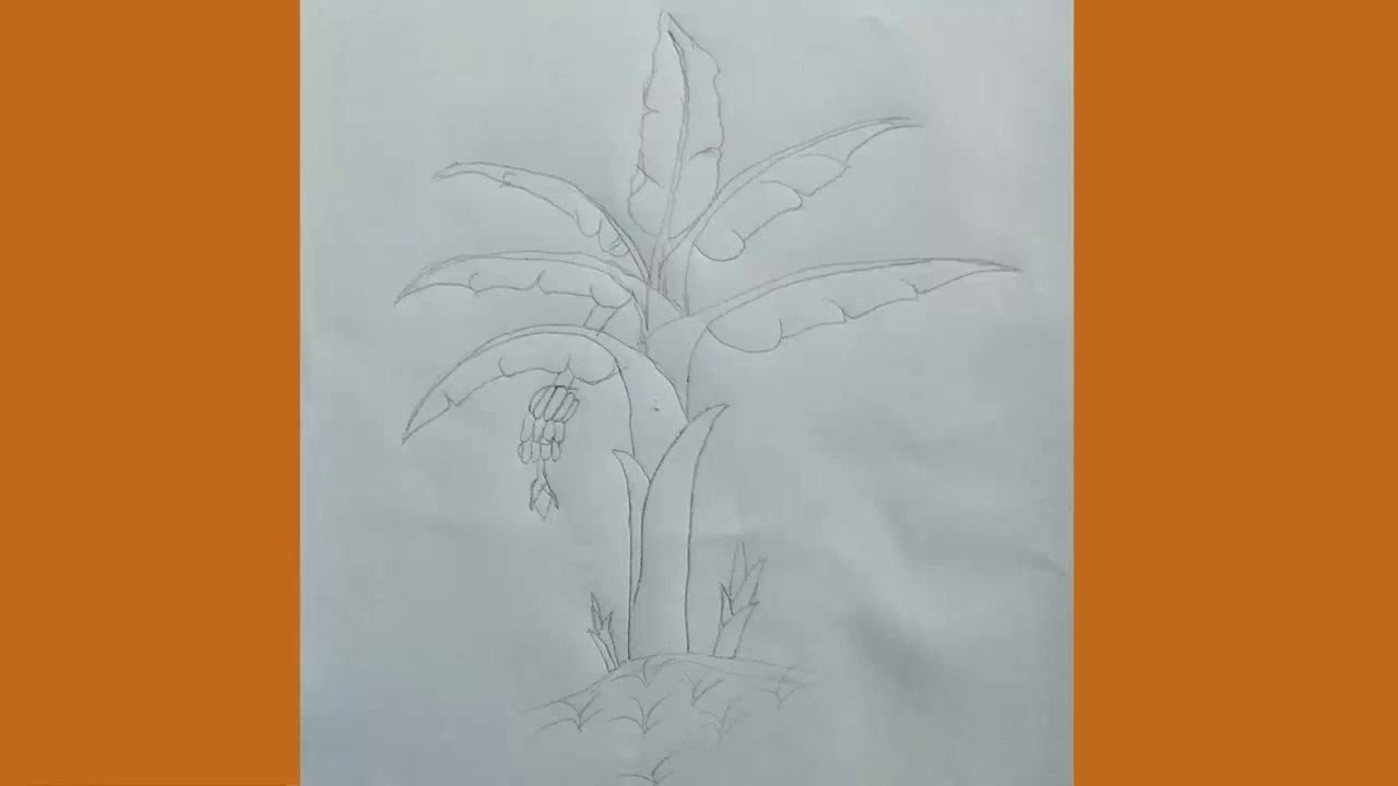 How to draw a banana tree pencil drawing easy way step by step