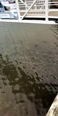 Shark Swimming Along Harbor Shocks Onlookers